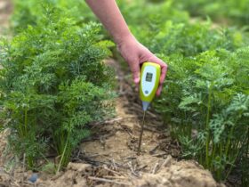 Ways to Add Nutrients to Your Soil