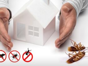 Premium Quality Pest Control Solutions