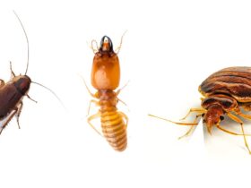 Answering top questions about bed bugs