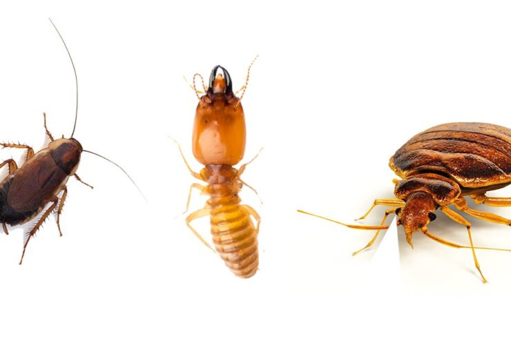 Answering top questions about bed bugs